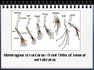 Homologous structures- front limbs of several vertebrates 
