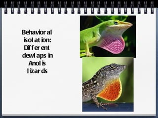 Behavioral isolation: Different dewlaps in Anolis lizards 