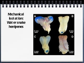 Mechanical isolation: Watersnake hemipenes 