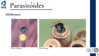 Parasitóides
10
Idiobiontes:
Fonte: Embrapa. Fonte: Fapesp.
 