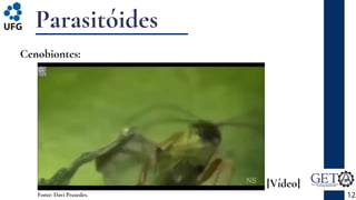 Parasitóides
12
Fonte: Davi Praxedes.
Cenobiontes:
[Vídeo]
 