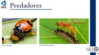 Predadores
14
Fonte: Promip. Fonte: Instituto Agro..
 