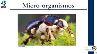 Micro-organismos
15
Fonte: INA.
 