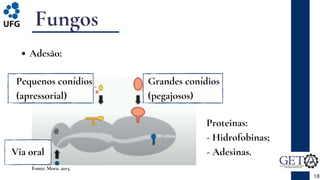 Fungos
Adesão:
18
Pequenos conídios
(apressorial)
Via oral
Grandes conídios
(pegajosos)
Fonte: Mora, 2015.
Proteinas:
- Hidrofobinas;
- Adesinas.
 