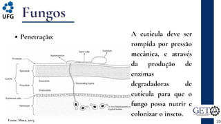 Fungos
Penetração:
20
Fonte: Mora, 2015.
A cutícula deve ser
rompida por pressão
mecânica, e através
da produção de
enzimas
degradadoras de
cutícula para que o
fungo possa nutrir e
colonizar o inseto.
 