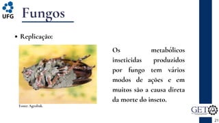 Fungos
Replicação:
21
Fonte: Agrolink.
Os metabólicos
inseticidas produzidos
por fungo tem vários
modos de ações e em
muitos são a causa direta
da morte do inseto.
 