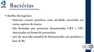 Bactérias
Bacillus thuringiensis:
Sintetiza cristais protéicos com atividade inseticida em
várias espécies de inseto;
São formadas por proteínas denominadas CRY e VIP,
sintetizadas na forma de protoxinas;
90% do mercado mundial de bioinseticidas são produtos a
base de Bt.
23
 