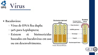 Vírus
Baculovíros:
Vírus de DNA fita dupla;
90% para Lepidoptera;
Existem 16 bioinseticidas
baseados em baculovírus em uso
ou em desenvolvimento.
25
Fonte: ResearchGate.
 
