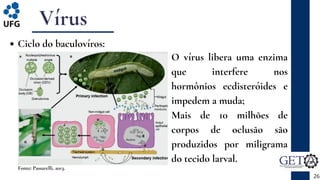 Vírus
Ciclo do baculovíros:
26
Fonte: Passarelli, 2013.
O vírus libera uma enzima
que interfere nos
hormônios ecdisteróides e
impedem a muda;
Mais de 10 milhões de
corpos de oclusão são
produzidos por miligrama
do tecido larval.
 