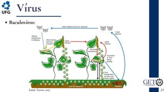 Vírus
Baculovíros:
27
Fonte: Trevor, 2017.
 