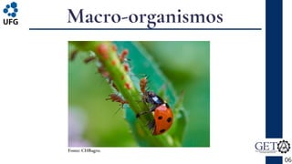 Macro-organismos
06
Fonte: CHBagro.
 