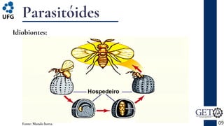 Parasitóides
09
Idiobiontes:
Fonte: Mundo horta.
 