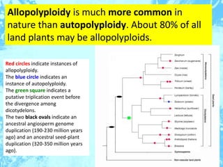 Allopolyploidy is much more common in
nature than autopolyploidy. About 80% of all
land plants may be allopolyploids.
Red ...