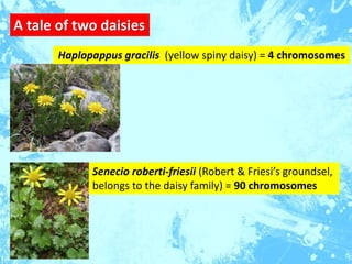 Senecio roberti-friesii (Robert & Friesi’s groundsel,
belongs to the daisy family) = 90 chromosomes
A tale of two daisies
...