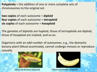 Polyploidy = the addition of one or more complete sets of
chromosomes to the original set.
two copies of each autosome = d...