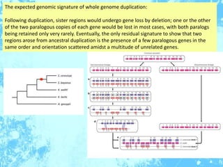 The expected genomic signature of whole genome duplication:
Following duplication, sister regions would undergo gene loss ...