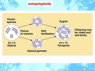 4
autopolyploidy
 