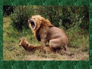 Retrouvez les meilleurs diaporamas PPS d’humour et de divertissement sur  http://www.diaporamas-a-la-con.com 