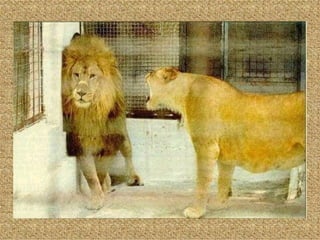 Diaporama PPS réalisé pour  http://www.diaporamas-a-la-con.com 