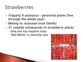  Fragaria X ananassa – perennial plants (live
through the whole year)
 Belong to rosaceae (rose family)
 31 volatile compounds in strawberry plants
◦ Only one has negative traits
◦ “Red Merlin” is intensely sour
 