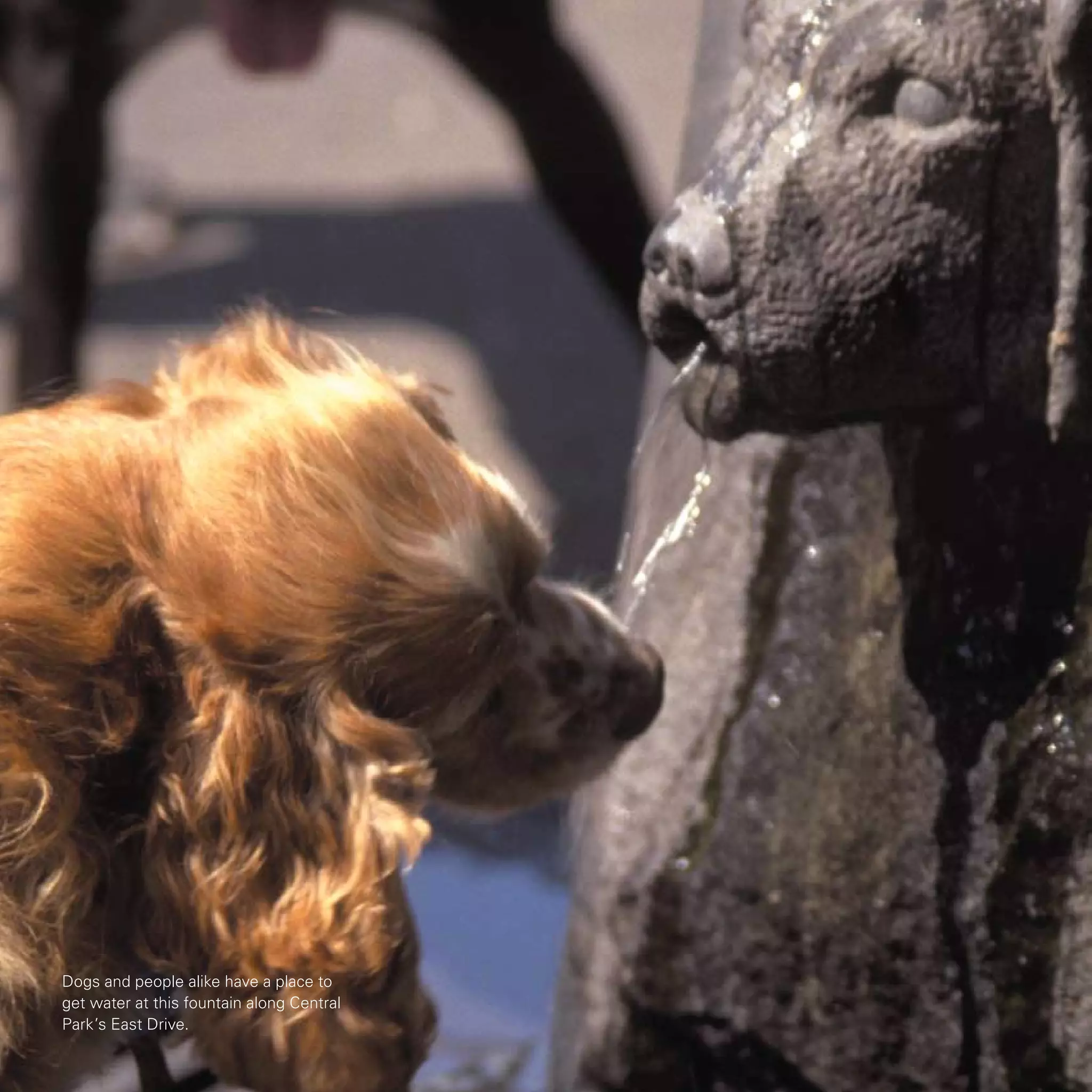 Dogs and people alike have a place to
get water at this fountain along Central
Park’s East Drive.
 