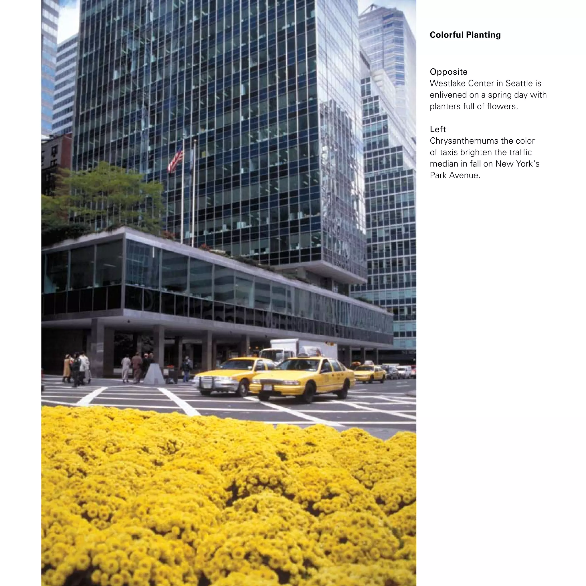 Colorful Planting
Opposite
Westlake Center in Seattle is
enlivened on a spring day with
planters full of flowers.
Left
Chrysanthemums the color
of taxis brighten the traffic
median in fall on New York’s
Park Avenue.
 