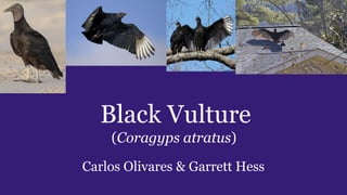 Black Vulture
(Coragyps atratus)
Carlos Olivares & Garrett Hess
 