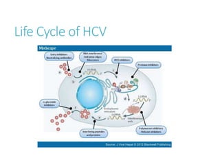 Life Cycle of HCV
 