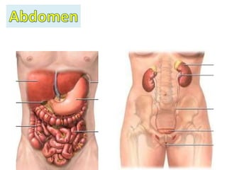 Resumen Abdominal