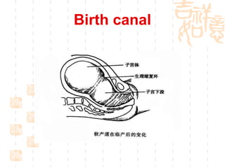 Birth canal 