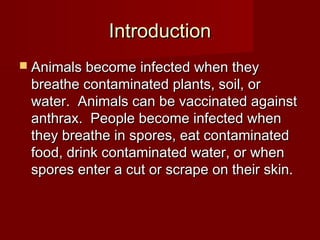IntroductionIntroduction
 Animals become infected when theyAnimals become infected when they
breathe contaminated plants, soil, orbreathe contaminated plants, soil, or
water. Animals can be vaccinated againstwater. Animals can be vaccinated against
anthrax. People become infected whenanthrax. People become infected when
they breathe in spores, eat contaminatedthey breathe in spores, eat contaminated
food, drink contaminated water, or whenfood, drink contaminated water, or when
spores enter a cut or scrape on their skin.spores enter a cut or scrape on their skin.
 