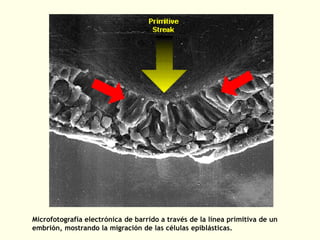 Microfotografía electrónica de barrido a través de la línea primitiva de un
embrión, mostrando la migración de las células epiblásticas.
 