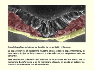 Microfotografía electrónica de barrido de un embrión trilaminar.
La capa superior, el ectoderma muestra células altas; la capa intermedia, el
mesodermo (rojo), se interpone entre el ectodermo y el delgado endodermo
(amarillo).
Esta disposición trilaminar del embrión se interrumpe en dos zonas, en la
membrana bucofaríngea y en la membrana cloacal, en donde el ectodermo
contacta directamente con el endodermo.
 