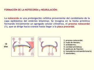 FORMACIÓN DE LA NOTOCORDA y NEURULACIÓN:
La notocorda es una prolongación cefálica proveniente del cordoblasto de la
capa epiblástica del embrión bilaminar. Se invagina en la fosita primitiva
formando inicialmente un agregado celular cilíndrico, el proceso notocordal
(1), que se dirige hacia craneal hasta llegar a la placa precordal.
1: proceso notocordal;
2: nudo de Hensen;
3: endodermo;
4: cavidad amniótica;
5: pedículo de fijación;
6: mesodermo extraembrionario;
7: alantoides;.
19
días
 
