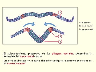 1: ectodermo
2: surco neural
3: cresta neural
El solevantamiento progresivo de los pliegues neurales, determina la
formación del surco neural central.
Las células ubicadas en la parte alta de los pliegues se denominan células de
las crestas neurales.
 