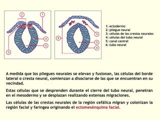 A medida que los pliegues neurales se elevan y fusionan, las células del borde
lateral o cresta neural, comienzan a disociarse de las que se encuentran en su
vecindad.
Estas células que se desprenden durante el cierre del tubo neural, penetran
en el mesodermo y se desplazan realizando extensas migraciones.
Las células de las crestas neurales de la región cefálica migran y colonizan la
región facial y faríngea originando el ectomesénquima facial.
1: ectodermo
2: pliegue neural
3: células de las crestas neurales
4: células del tubo neural
5: canal central
6: tubo neural
 