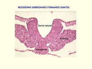 Notocorda
MESODERMO EMBRIONARIO FORMANDO SOMITOS
Surco neural
Somitos
 