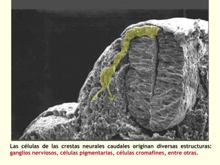 Las células de las crestas neurales caudales originan diversas estructuras:
ganglios nerviosos, células pigmentarias, células cromafines, entre otras.
 