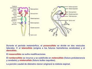 Durante el período metamórfico, el prosencéfalo se divide en dos vesículas
laterales  el telencéfalo (origina a los futuros hemisferios cerebrales) y el
diencéfalo.
El mesencéfalo no sufre modificaciones.
El rombencéfalo se incurva y se subdivide en metencéfalo (futura protuberancia
y cerebelo) y mielencéfalo (futuro bulbo raquídeo).
La porción caudal de diámetro menor originará la médula espinal.
 