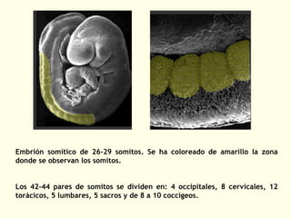 Embrión somítico de 26-29 somitos. Se ha coloreado de amarillo la zona
donde se observan los somitos.
Los 42-44 pares de somitos se dividen en: 4 occipitales, 8 cervicales, 12
torácicos, 5 lumbares, 5 sacros y de 8 a 10 coccígeos.
 