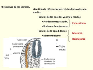 •Estructura de los somitos.
•Continúa la diferenciación celular dentro de cada
somito:
•Células de las paredes ventral y medial:
•Pierden compactación.
•Rodean a la notocorda.
•Células de la pared dorsal:
•Dermomiotomo
Esclerotomo
Miotomo
Dermatomo
 