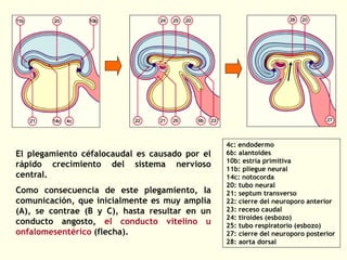 El plegamiento céfalocaudal es causado por el
rápido crecimiento del sistema nervioso
central.
Como consecuencia de este plegamiento, la
comunicación, que inicialmente es muy amplia
(A), se contrae (B y C), hasta resultar en un
conducto angosto, el conducto vitelino u
onfalomesentérico (flecha).
4c: endodermo
6b: alantoides
10b: estría primitiva
11b: pliegue neural
14c: notocorda
20: tubo neural
21: septum transverso
22: cierre del neuroporo anterior
23: receso caudal
24: tiroides (esbozo)
25: tubo respiratorio (esbozo)
27: cierre del neuroporo posterior
28: aorta dorsal
 