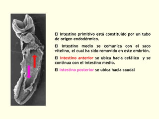 El intestino primitivo está constituido por un tubo
de origen endodérmico.
El intestino medio se comunica con el saco
vitelino, el cual ha sido removido en este embrión.
El intestino anterior se ubica hacia cefálico y se
continua con el intestino medio.
El intestino posterior se ubica hacia caudal
 
