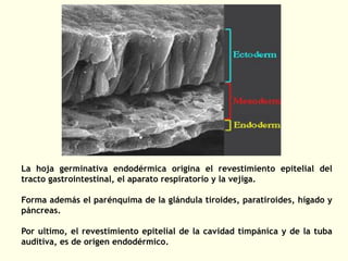 La hoja germinativa endodérmica origina el revestimiento epitelial del
tracto gastrointestinal, el aparato respiratorio y la vejiga.
Forma además el parénquima de la glándula tiroides, paratiroides, hígado y
páncreas.
Por ultimo, el revestimiento epitelial de la cavidad timpánica y de la tuba
auditiva, es de origen endodérmico.
 