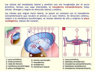 1: surco primitivo;
2: fosita primitiva;
3: nodo de Hensen;
4: membrana bucofaríngea;
5: placa cardiogénica;
6: amnios seccionado;
7: mesodermo;
8: endodermo;
9: membrana cloacal.
1: surco primitivo;
2: epiblasto (ectodermo);
3: mesoderma extraembrionario;
4: hipoblasto (endodermo);
5: mesoderma intraembrionario;
Las células del mesoblasto lateral y somítico una vez invaginadas por el surco
primitivo, forman una capa intermedia, el mesoderma intraembrionario. Estas
células divergen y migran en dirección lateral y cefálica.
Las células que migran hacia lateral, se ponen en contacto con el mesodermo
extraembrionario que recubre el amnios y el saco vitelino. En dirección cefálica,
rodean a la membrana bucofaríngea, se reúnen delante de ella y originan la placa
cardiogénica, esbozo del corazón.
 