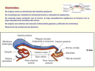 Alantoides:
Se origina como un divertículo del intestino posterior.
Se constituye por endodermo extraembrionario y mesodermo esplácnico.
Se extiende hasta contactar con el corion, la hoja mesodérmica esplácnica se fusiona con la
hoja mesodérmica somática del corion.
Se origina una extensa red vascular (intercambio gaseoso y difusión de nutrientes).
Reservorio de sustancias de desecho.
Alantoides
 