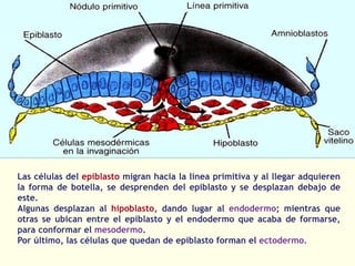Las células del epiblasto migran hacia la línea primitiva y al llegar adquieren
la forma de botella, se desprenden del epiblasto y se desplazan debajo de
este.
Algunas desplazan al hipoblasto, dando lugar al endodermo; mientras que
otras se ubican entre el epiblasto y el endodermo que acaba de formarse,
para conformar el mesodermo.
Por último, las células que quedan de epiblasto forman el ectodermo.
 