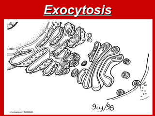 Exocytosis
Exocytosis
 