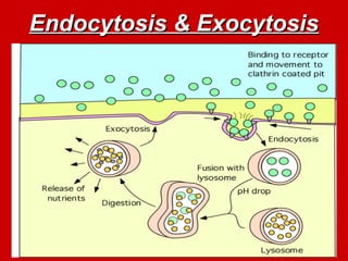 Endocytosis & Exocytosis
Endocytosis & Exocytosis
 