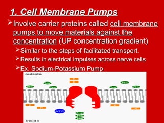1. Cell Membrane Pumps
1. Cell Membrane Pumps
Involve carrier proteins called
Involve carrier proteins called cell membrane
cell membrane
pumps to move materials against the
pumps to move materials against the
concentration
concentration (UP concentration gradient)
(UP concentration gradient)
Similar to the steps of facilitated transport.
Similar to the steps of facilitated transport.
Results in electrical impulses across nerve cells
Results in electrical impulses across nerve cells
Ex. Sodium-Potassium Pump
Ex. Sodium-Potassium Pump
 